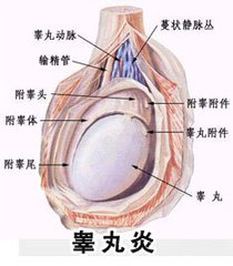 急性睾丸炎有什么症状？